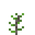 Acacia Bush Sapling.png