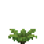 Fern 2.png