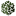 Aspen Leaves.png