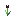 Black Tulip.png